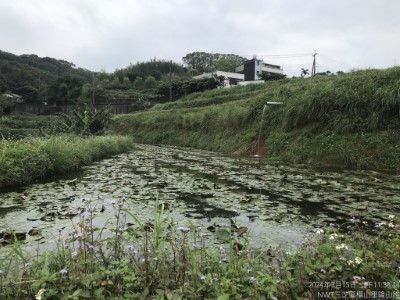 臺北赤蛙棲息環境