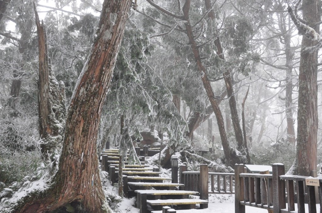 太平山自然步道系統-原始林步道