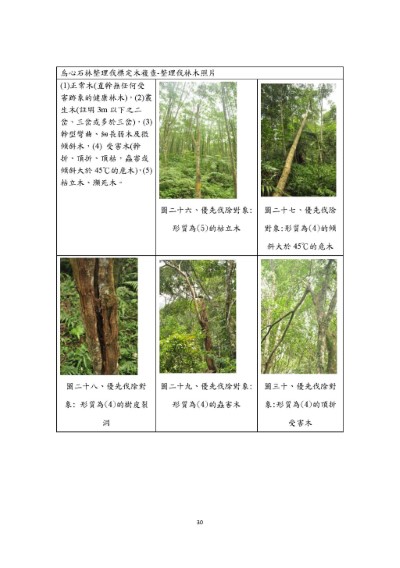 烏心石整理伐標定木複查-整理伐林木照片1
