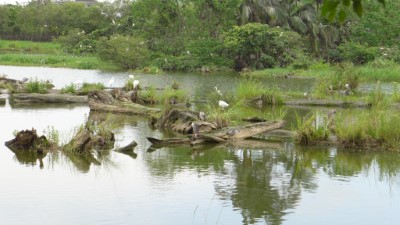 冬季嬌客蒞臨池畔，親子同遊羅東林場賞鳥趣！