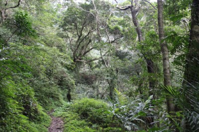 南澳古道豐富多層次的天然闊葉林相。