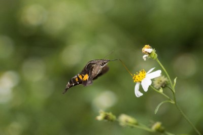九節木長喙天蛾常常被誤認為是蜂鳥。