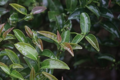 石門阿里磅地區過去特有的茶葉品種—硬枝紅心