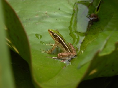 阿里磅生態農場裡的台北赤蛙