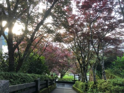 太平山賞紫葉槭，現正當紅