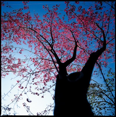 鳩之澤自然步道旁山櫻花林相廣達2.5公頃，山櫻花大樹胸徑已達30~40公分，於每年1~3月嶄露滿山紅顏。