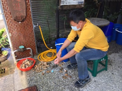 無尾港文教促進會志工清理海產螺類提供寄居蟹的家