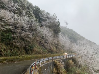 翠峰景觀道路樹木結霜
