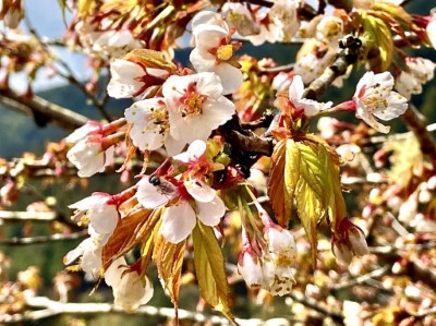 太平山櫻花1