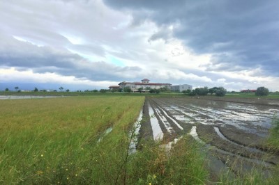 國土綠網營造再生稻與一般休耕田之鑲嵌式地景棲地