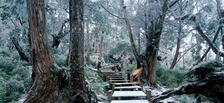 鐵杉林自然步道